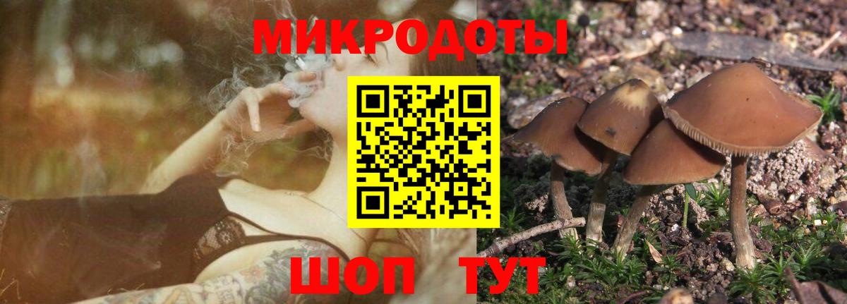 Псилоцибиновые грибы Psilocybine cubensis Кандалакша